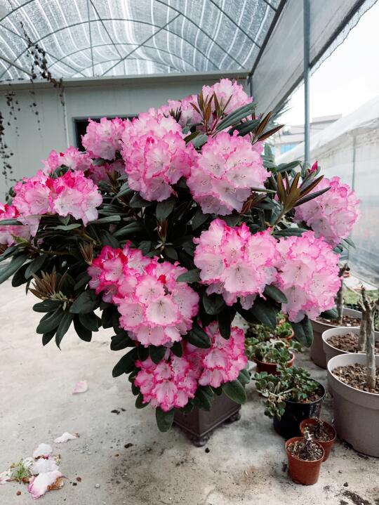 这个季节是专属于杜鹃的