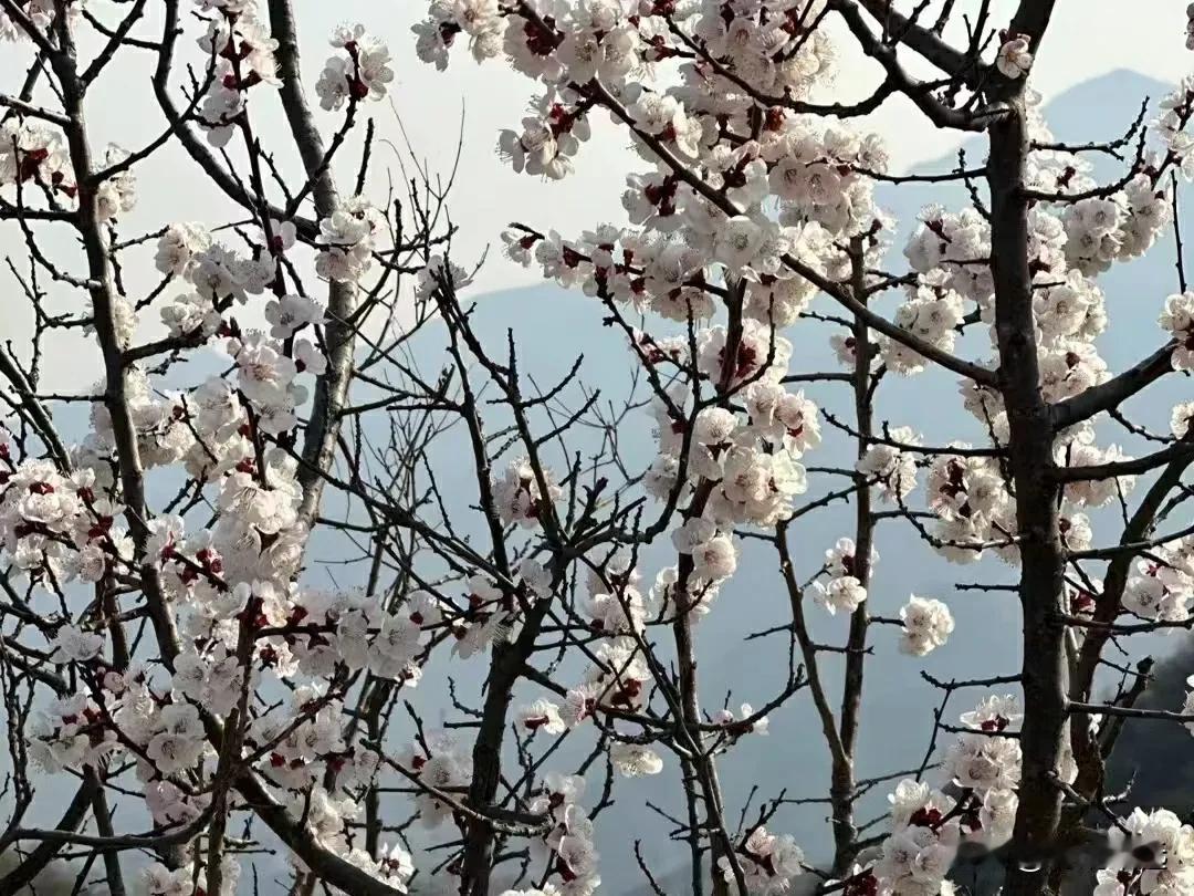 朋友的嫡长猫仙逝，她难过到整日头疼，以头撞墙，我安慰她：“再养一只不就好了。”