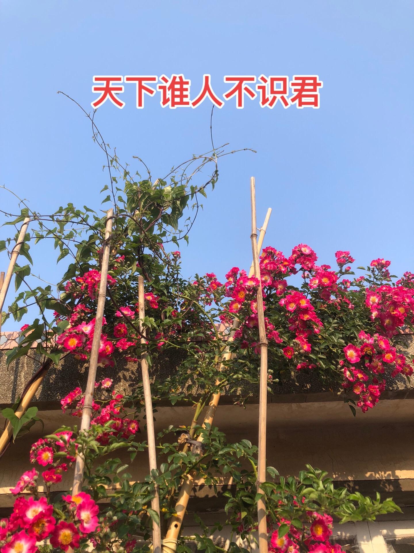 高平大战的影响 北汉与契丹联军被后周新皇帝柴荣打残，北汉皇帝刘崇逃回老...