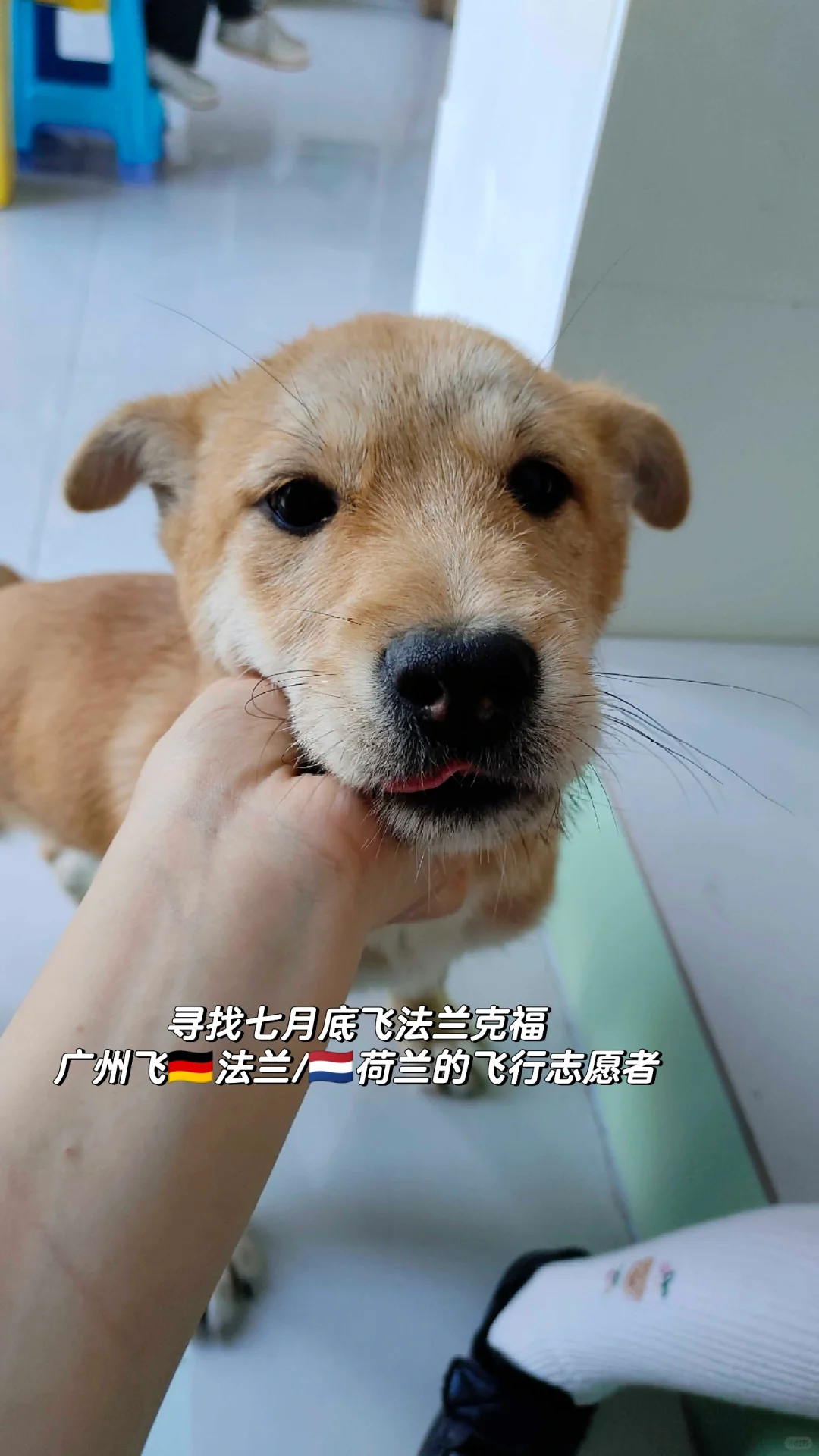 寻找七月底之后飞法兰或者荷兰的飞行志愿者