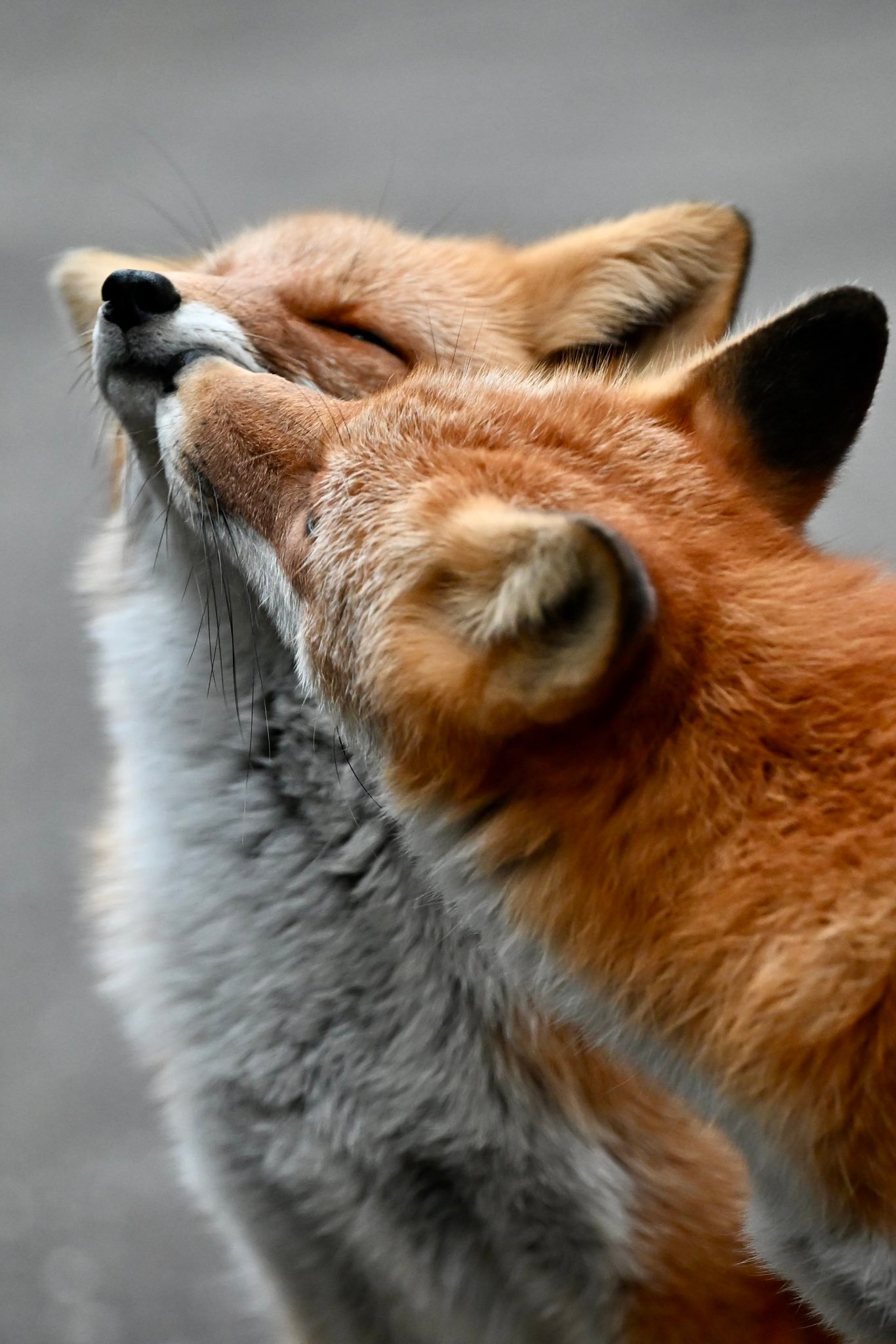 狐狸 狐狐成双对【推：animal0_zoo】 