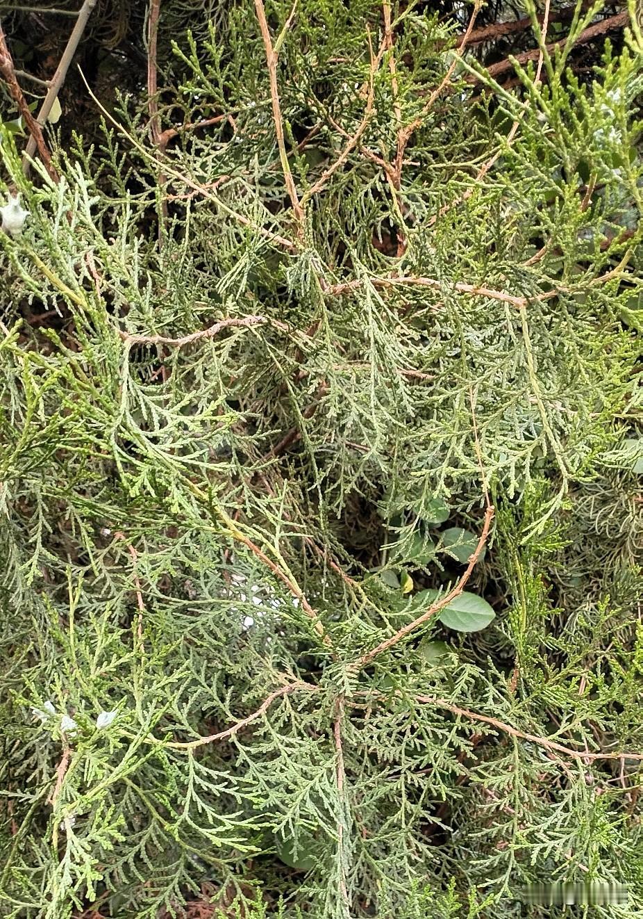 下班路上走着走着，一眼就瞅见路边这一丛侧柏，枝叶绿油油的，还挂着好多小小的柏果，