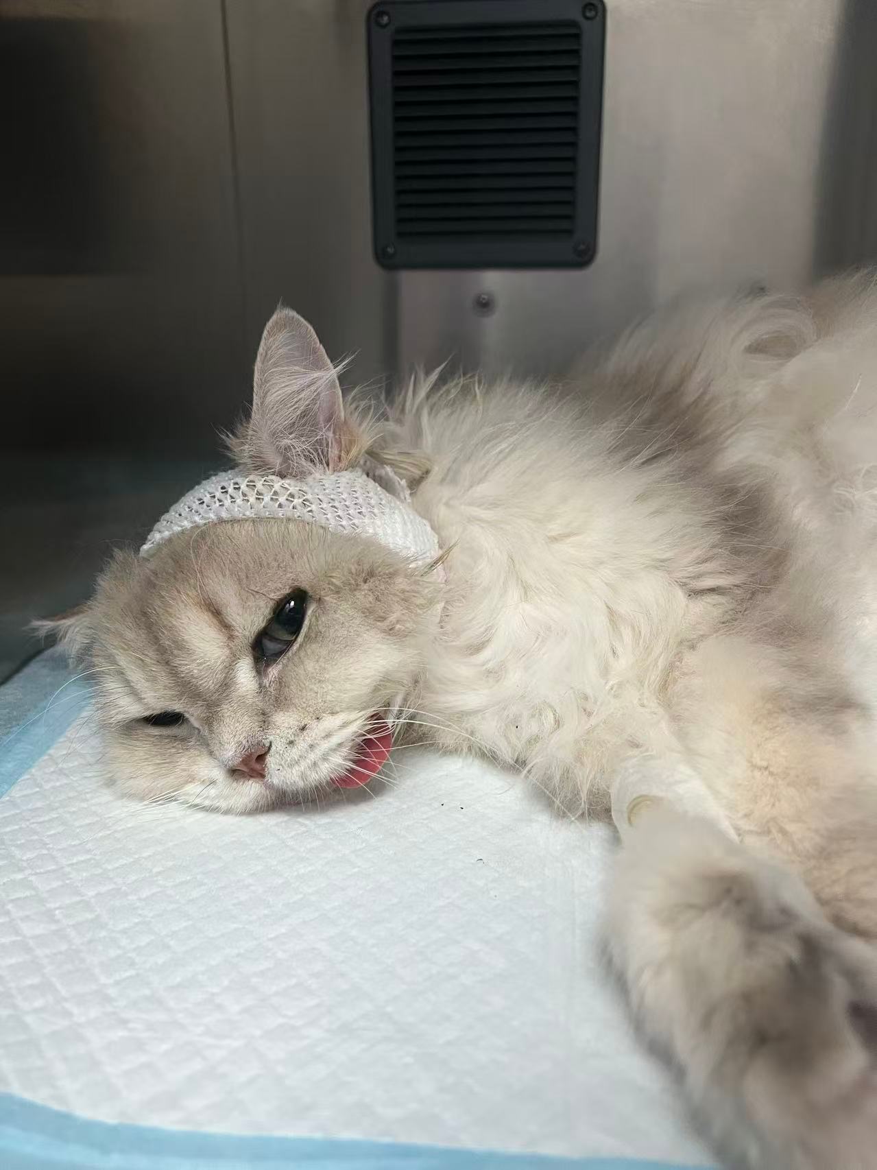 猫宁！好消息薯条的手术很成功！坏消息歪脖子大军可能又多一个还好有先例这次直接送到