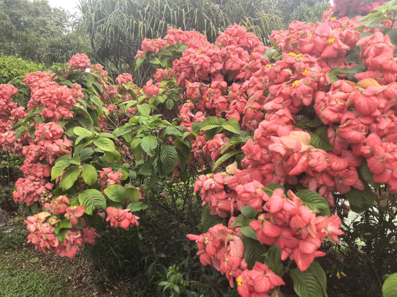 植物园随拍。