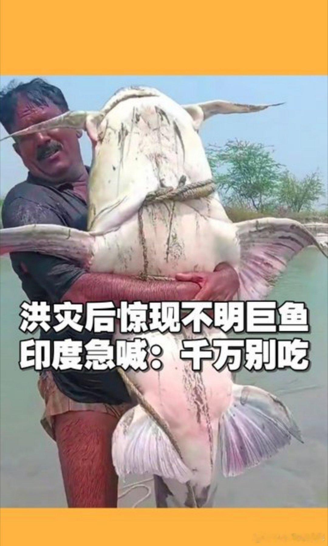 尼泊尔山洪冲来巨型鲶鱼这种鱼，以前不是只有印度那个什么河才有的吗？尼罗河还是叫什