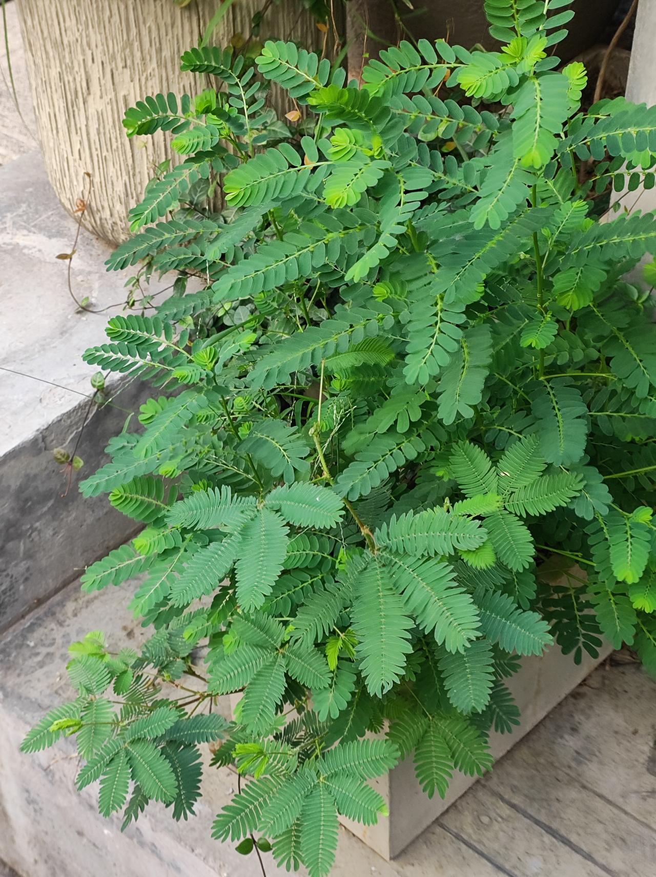 又见含羞草

去年在这个位置，含羞草正开花。紫色的小花顺着细细的藤，爬的很长。