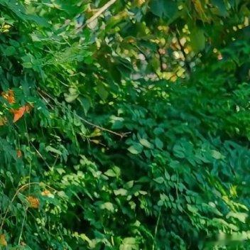 凌霄花1. 栽培方式：园土+腐叶土+粗沙，疏松肥沃排水土；攀爬性强、根系旺盛，深