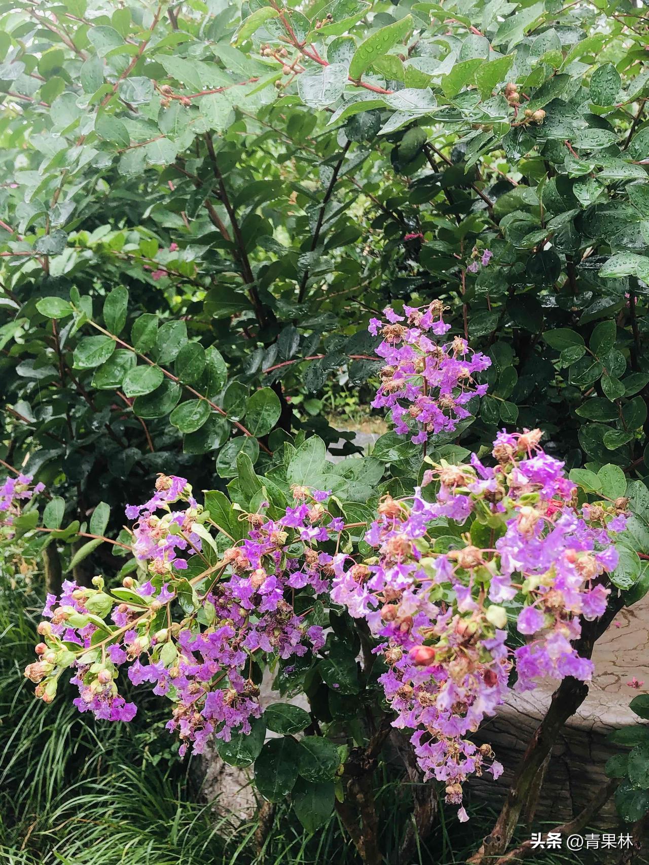 节日漫步青枫公园，路边满树紫薇开得热闹，玫红、淡紫、素白层层点缀，叶片挂着透亮水