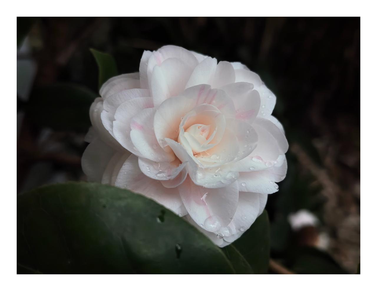 五律·见雨中茶花有感
春雨润茶花，东风到故家。
堤边杨柳嫩，檐外燕莺斜。
野绿连