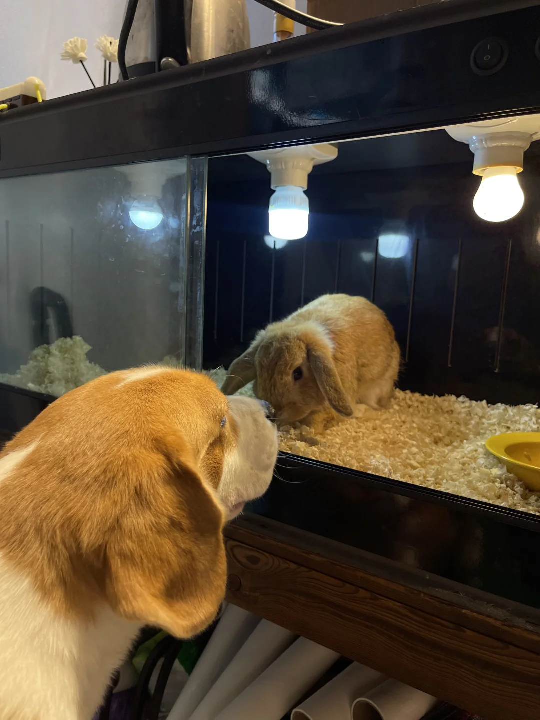 看看是什么