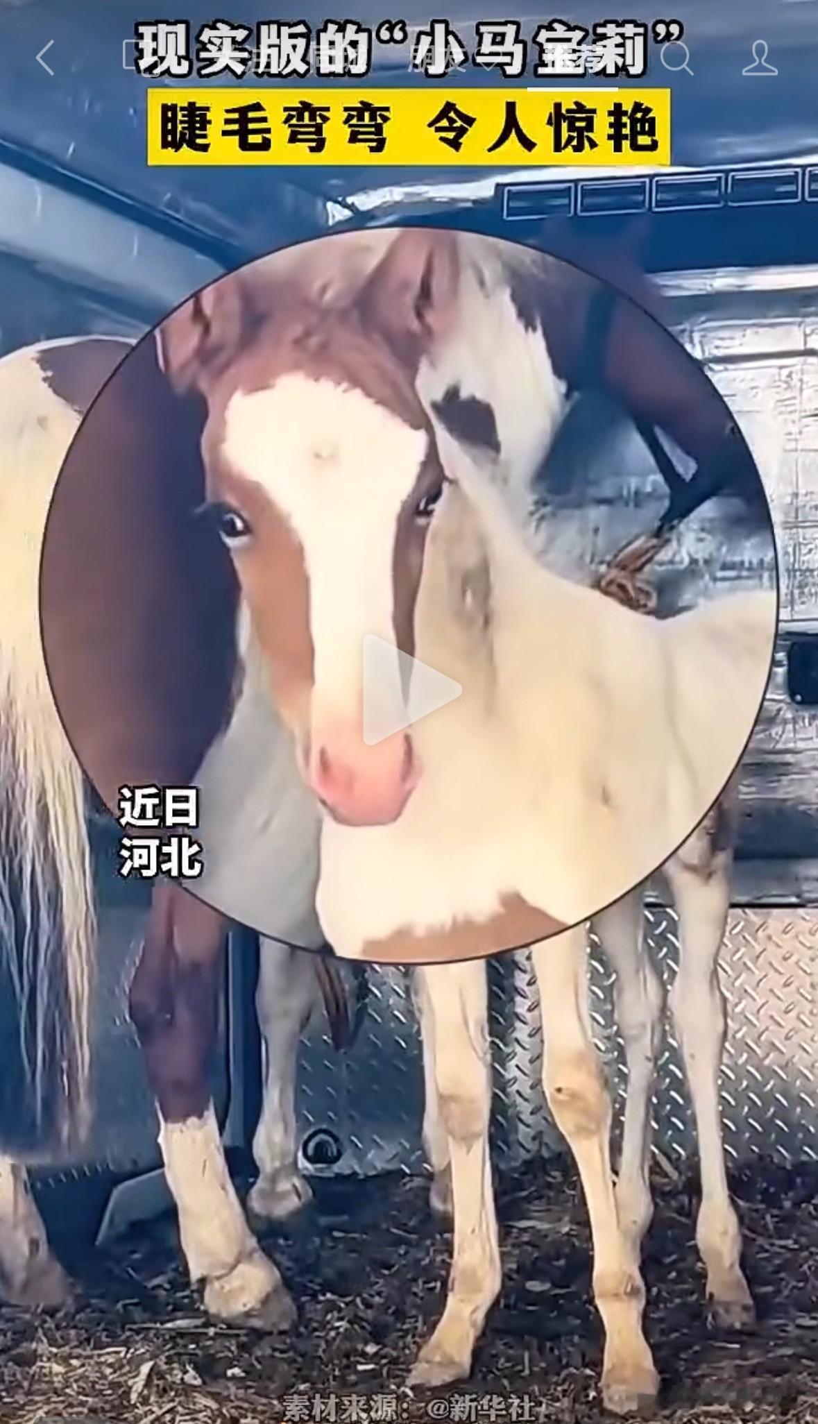 一匹小马意外走红，网友评论“我居然在一匹小马的脸上看到了什么叫，眉清目秀”，网友
