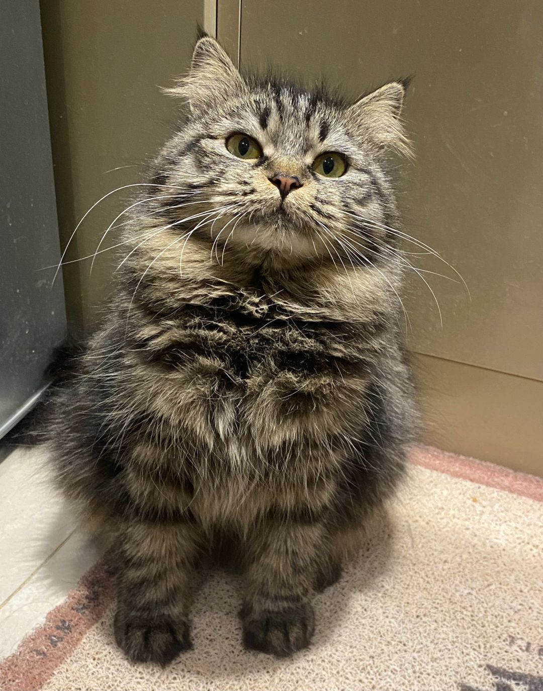 这么帅的小猫咪居然是女孩子