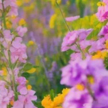 既许一人以偏爱，愿尽余生之慷慨。愿往后余生，冷暖有相知，喜乐有分享；同量天地宽，