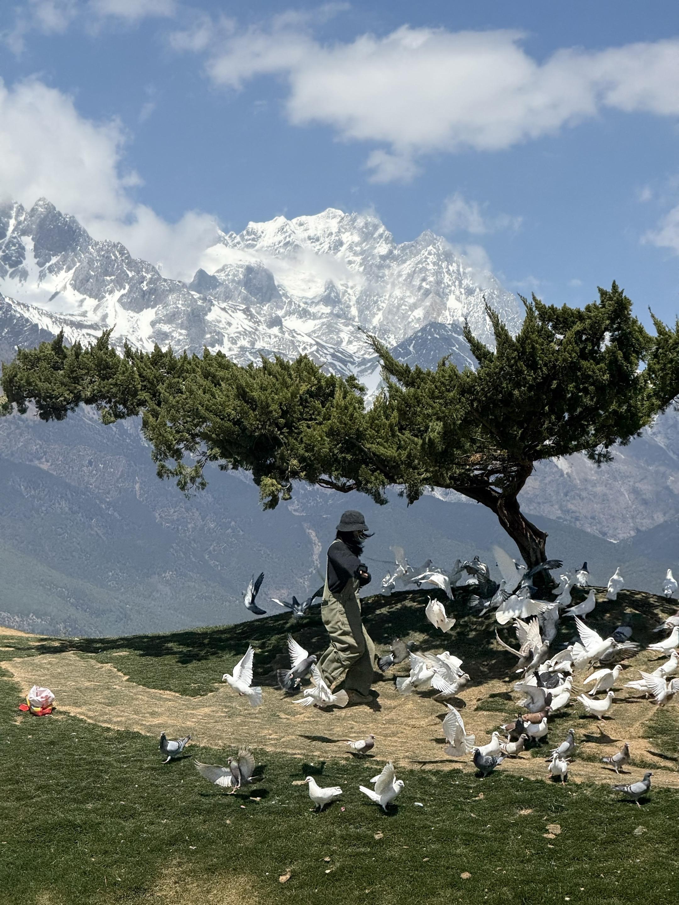 白鸽在雪山脚下飞翔 丽江的香巴拉牧场