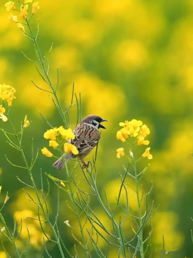 鸟语花香，景区、公园却只有花香，没有鸟语

说得太形象了，简直是现在很多景区的真
