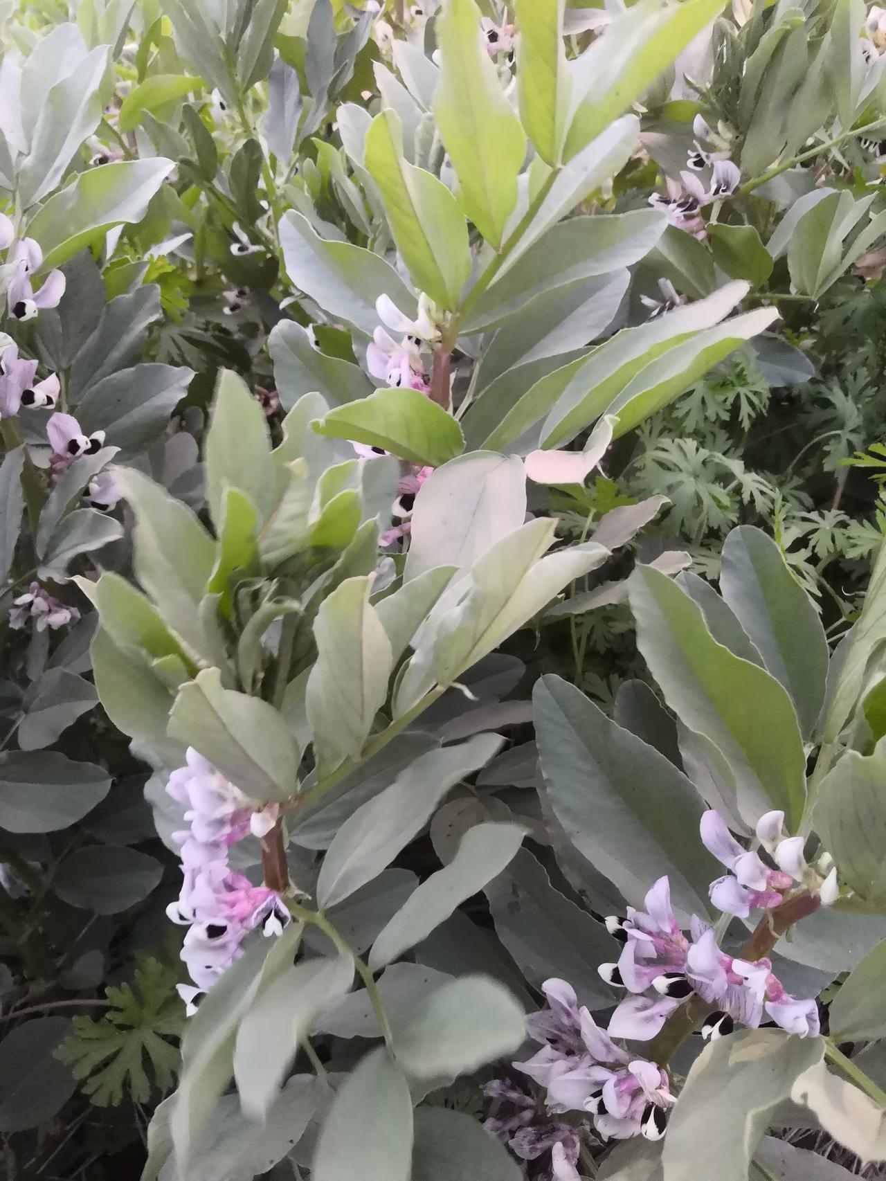 今天是清明节，风和日丽，阳光明媚，给外出扫幕纪念先烈的家人们带来方便与心安，也许