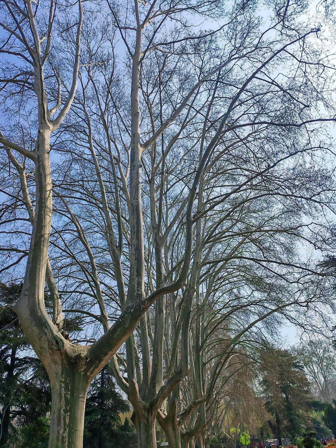 你说遇事不决，可问春风，春风不语，既随本心，可我若是本心坚定，又岂会遇事不决，春