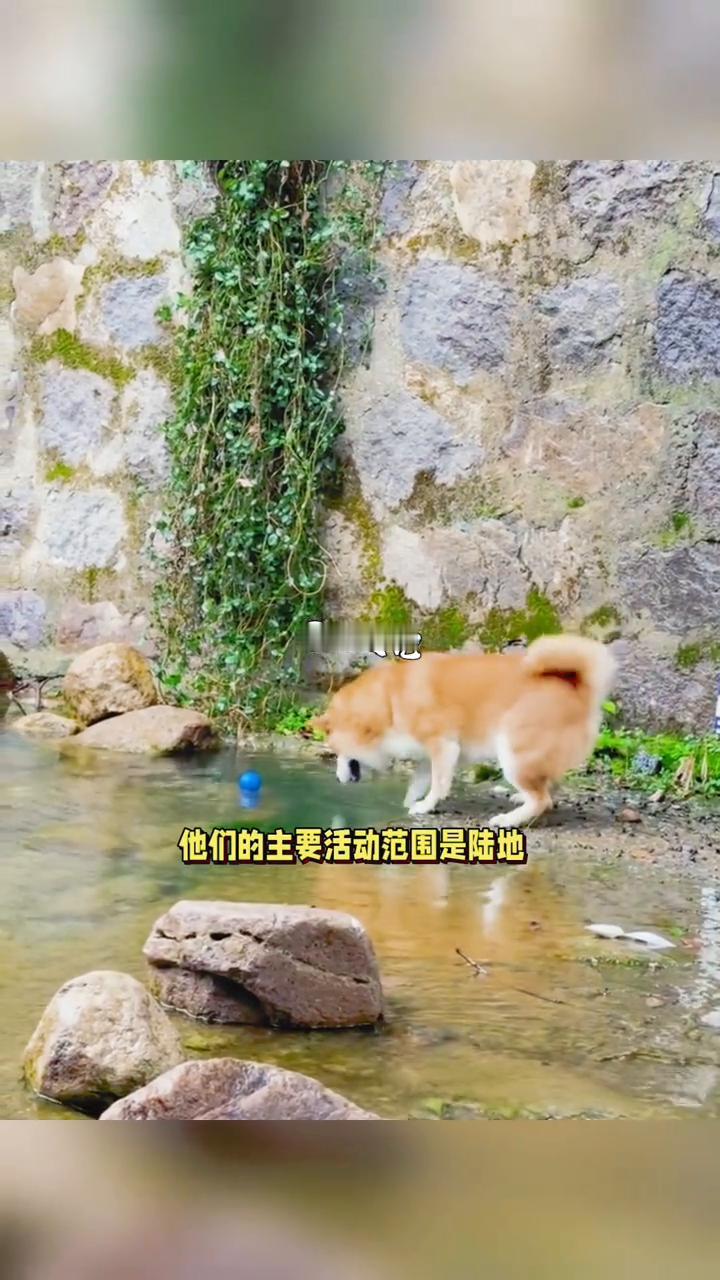 柴犬不喜欢下水的原因。
小连记。
你们是不是觉得狗狗都喜欢水，一到夏天就爱往水里