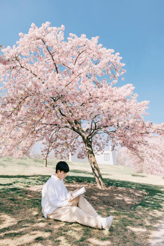 上海🌸一个公园而已，至于美成这样啊😭