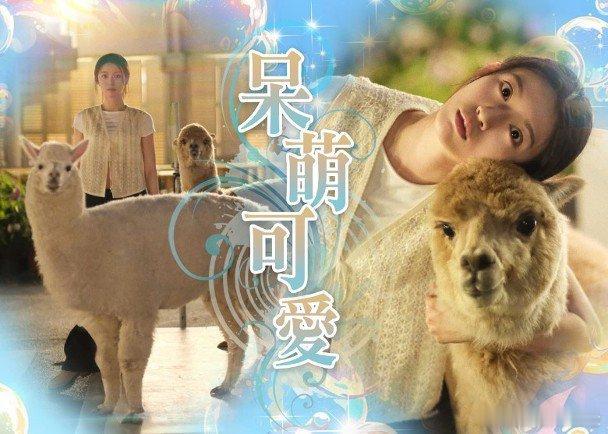 視后蔡思貝近日在社交平台分享一輯靚相，相中她與多隻羊駝合照，更擺出與它們同款的可