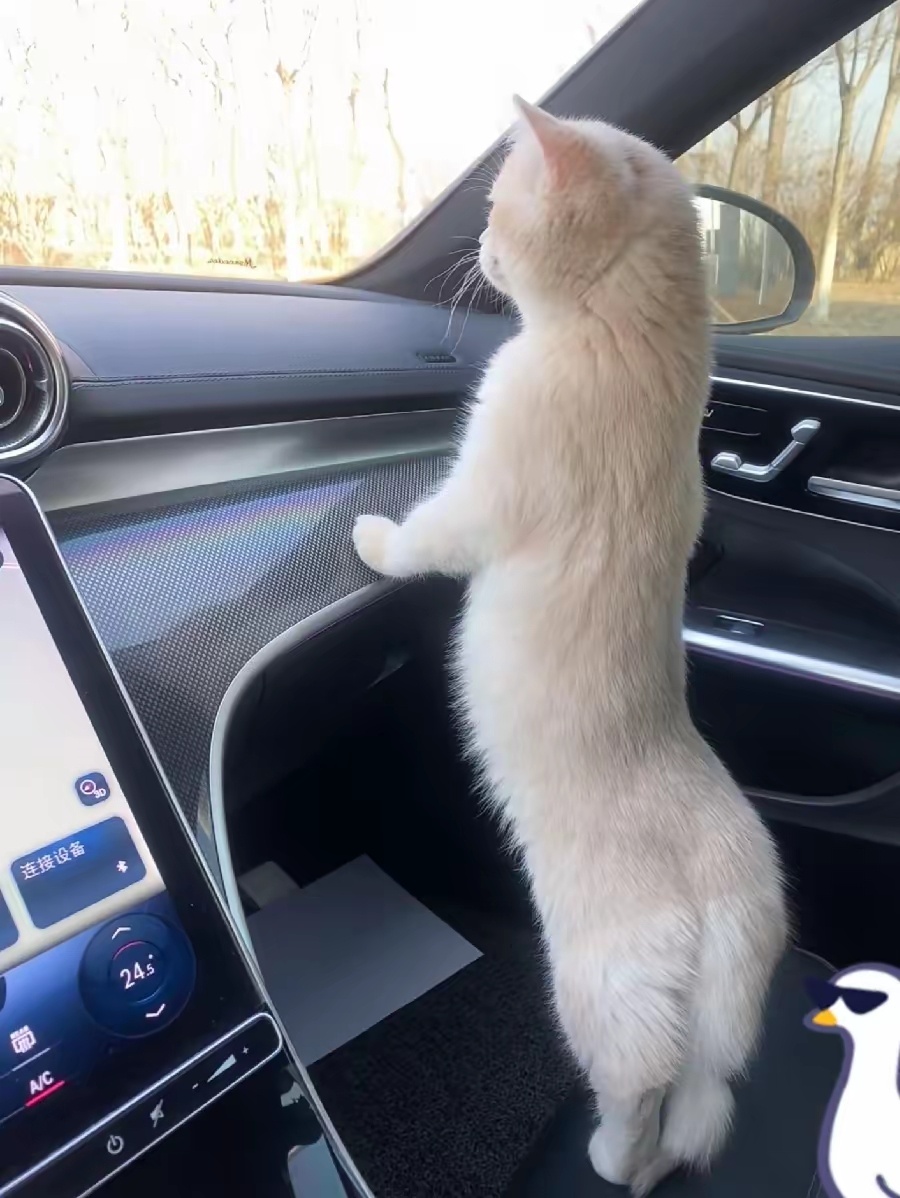 我家猫让我儿子惯得，现在是离了车不行。这不我送孩子去补习，它非得跟着，还指定要坐