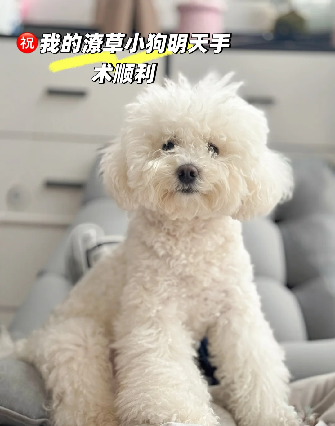 我好像养到了一个很会拍照的修狗