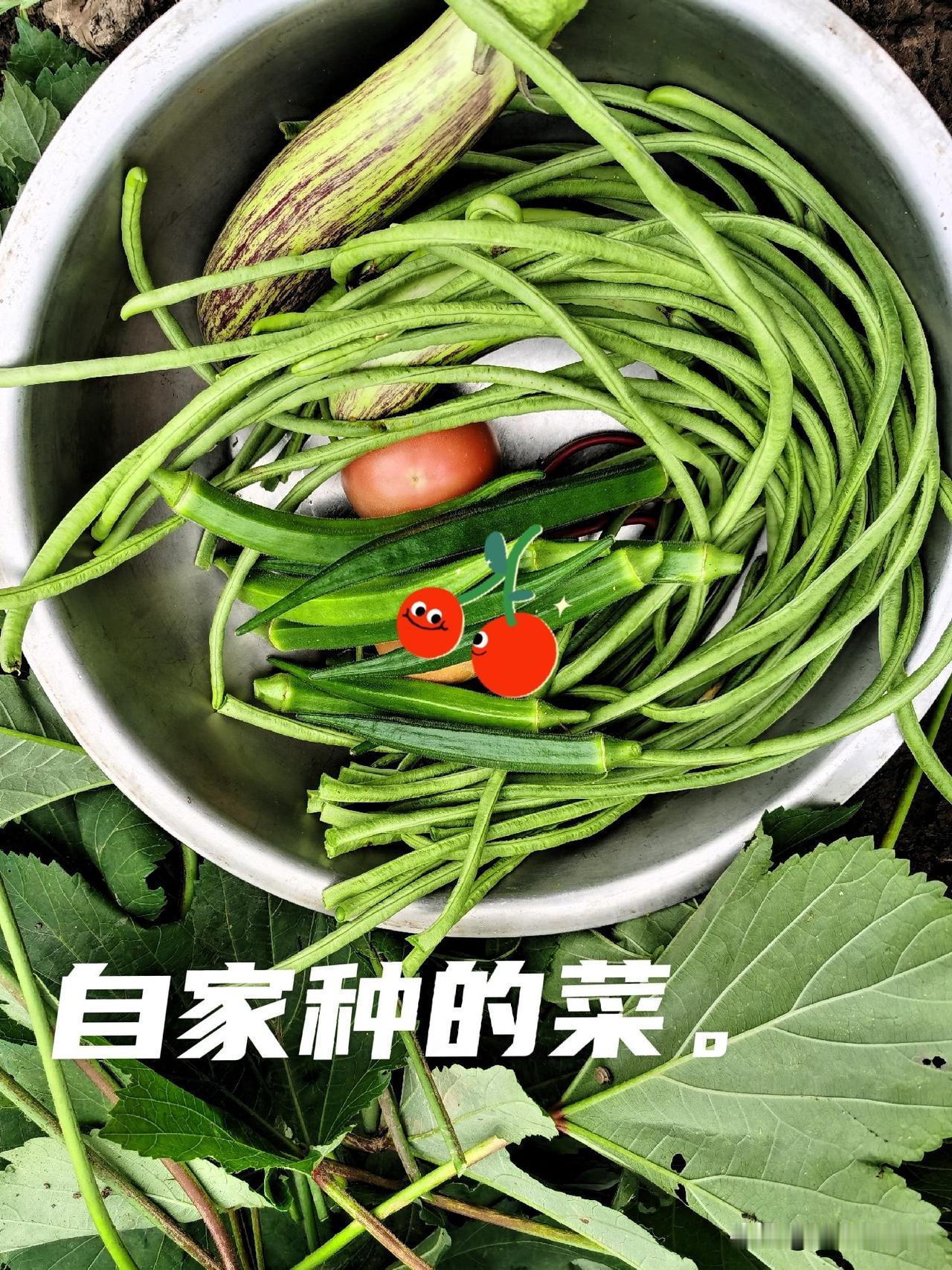 露天菜经风吹日晒，昼夜温差足，豆角茄子自带清甜，自家种只用草木灰、腐熟豆肥，很少