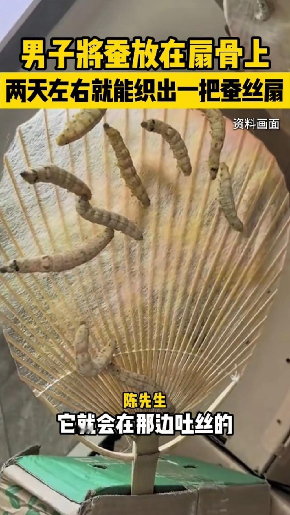 有个福建漳州的小伙子，脑洞真是太大了，抓了几只蚕宝宝放到扇骨上，想让蚕自己吐丝，
