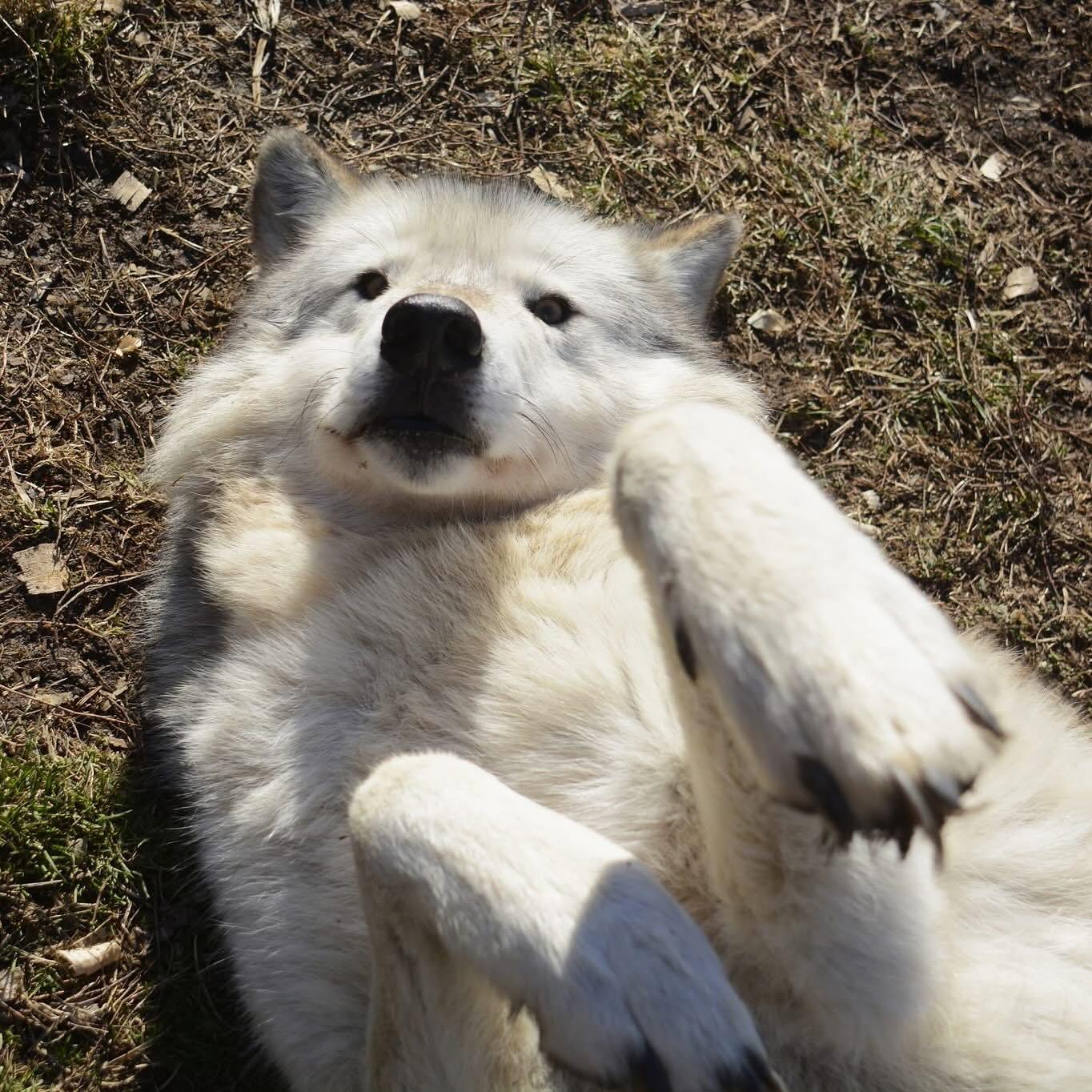 宝宝躺好正在等待摸摸  狼   狼犬   犬科动物 ——所属：Wolf Holl