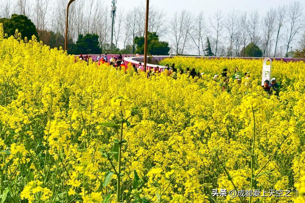 （实拍照片）成都交子百业园近千亩油菜花已盛开，地铁8号线9号线直达，免费的成都市