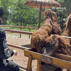 终于看到大头分享生活的视频啦！
大头分享的视频，要么是练体能和训练的，要么是商务