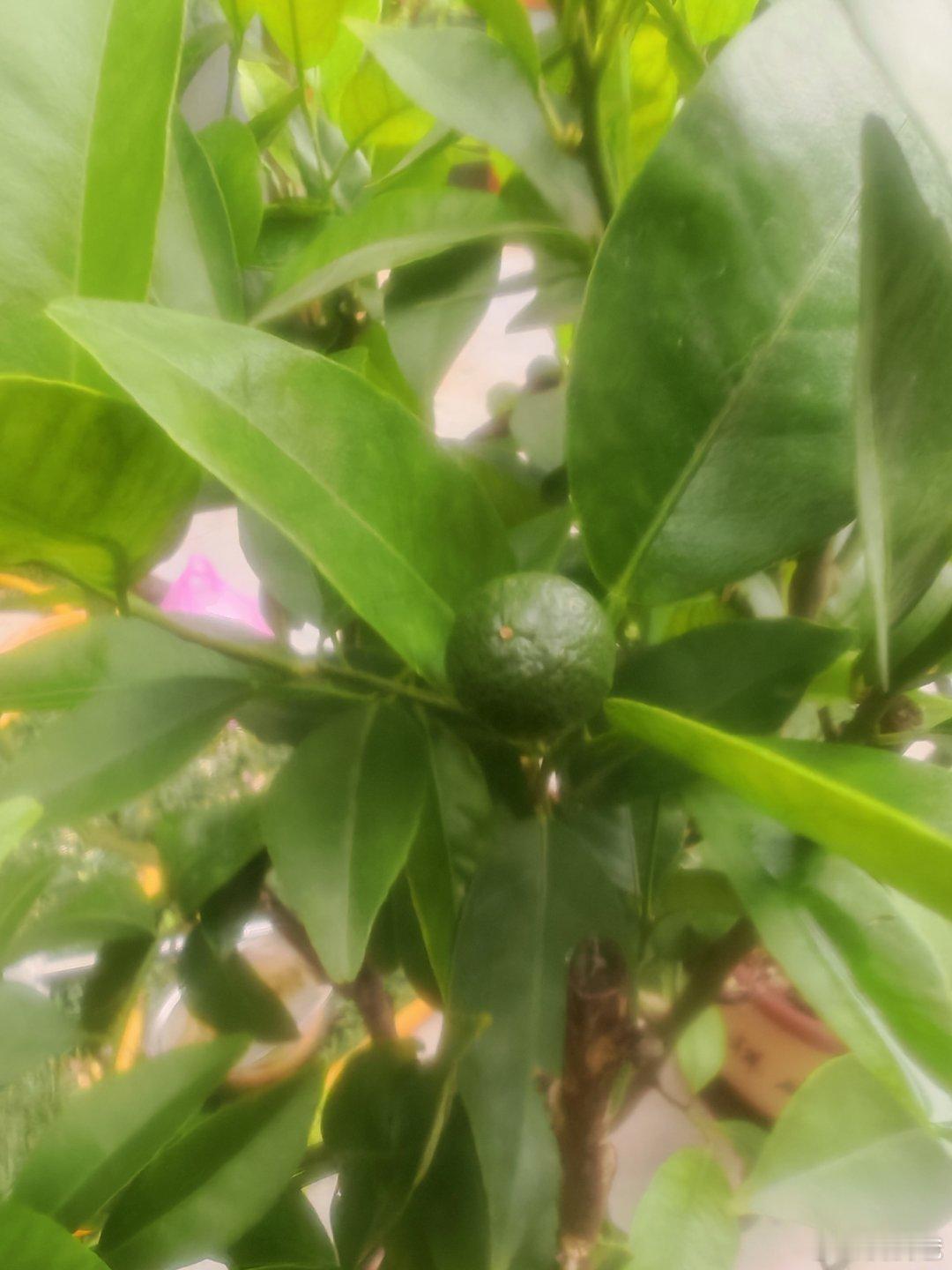 能挂果成功吗？忐忑中。