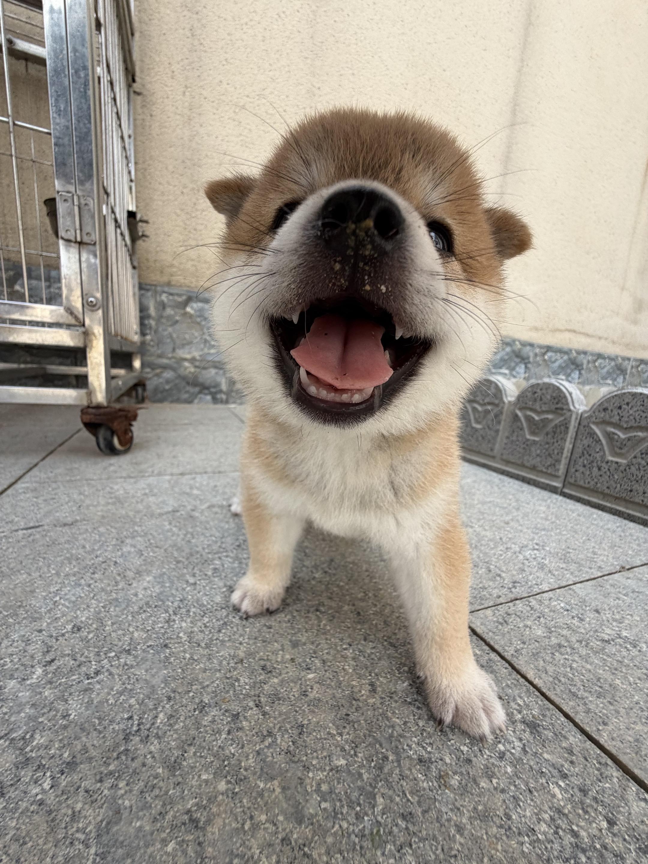 养到小刀盾了！