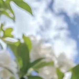 0000栀子花的种植方法：1. 选苗与土壤：挑选枝叶健壮、无黄叶无虫害的栀子花苗