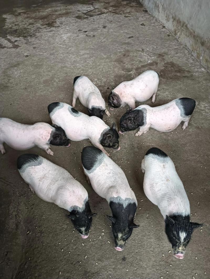 在商言商何善为？
解救乳猪究为谁？
牺牲三品日屠祭，
摆上餐桌食瘦肥。

猪肉掉