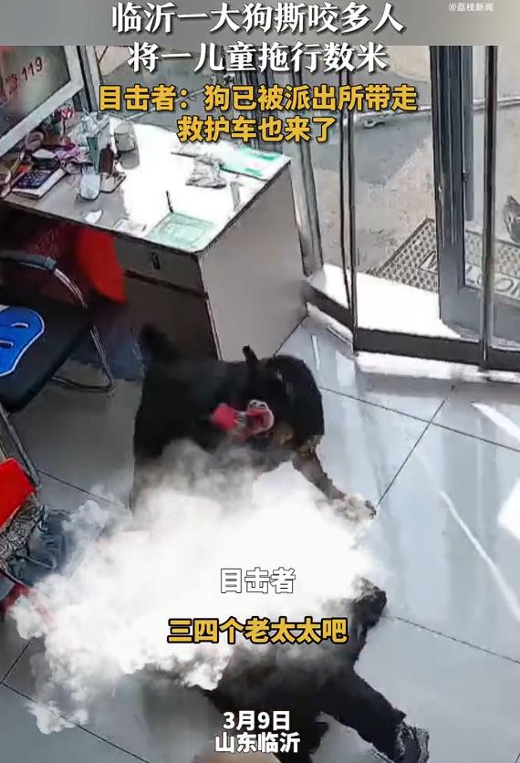撕咬拖行幼儿大狗已被警方带走，从视频中，这条黑狗不仅闯入店里撕咬，而且还在路上撕