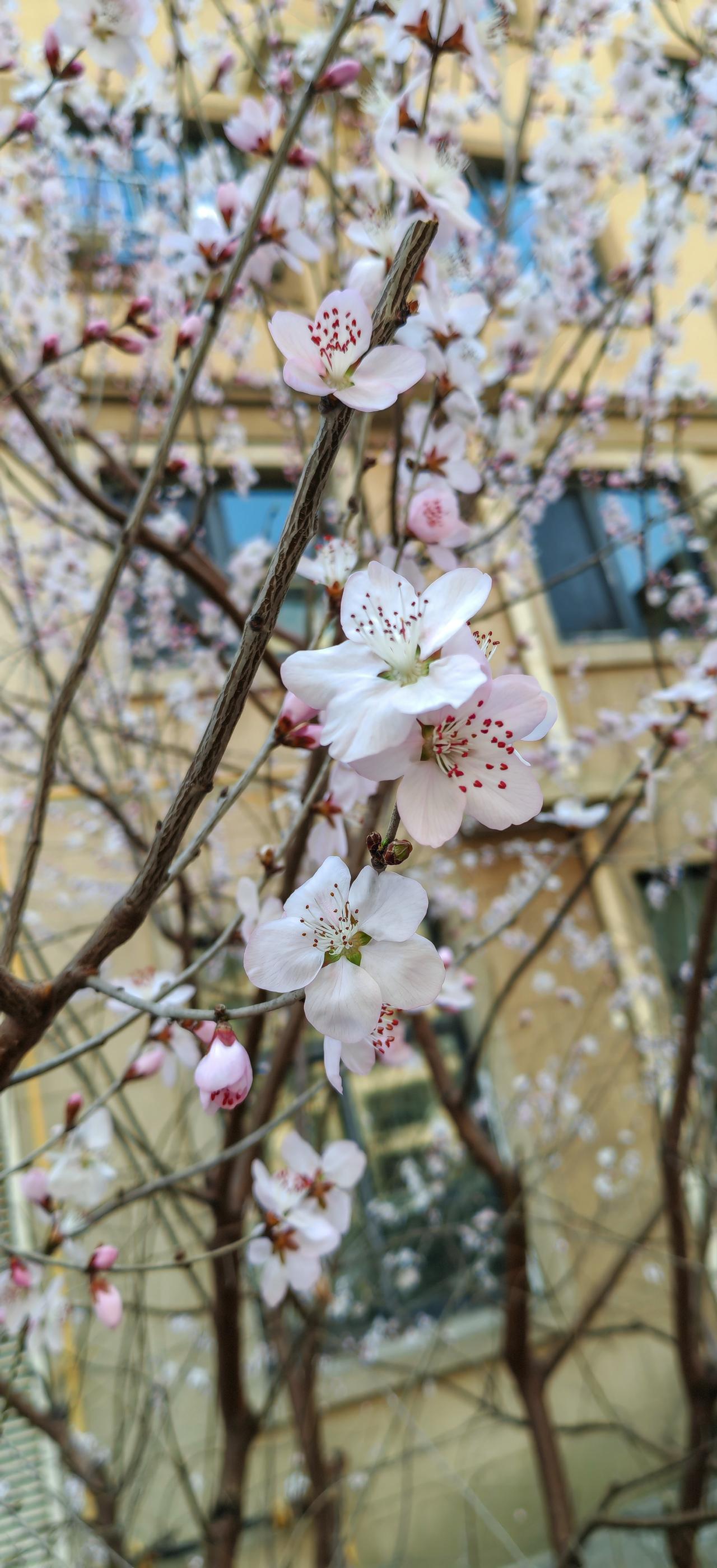 春天的花儿真的开了
      春天真的开始了，花儿都开了，花开春光美。