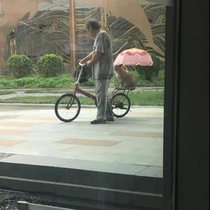下雨了，老爷爷把小狗抱到车后面的筐里还给它打了把小伞，好可爱啊~
