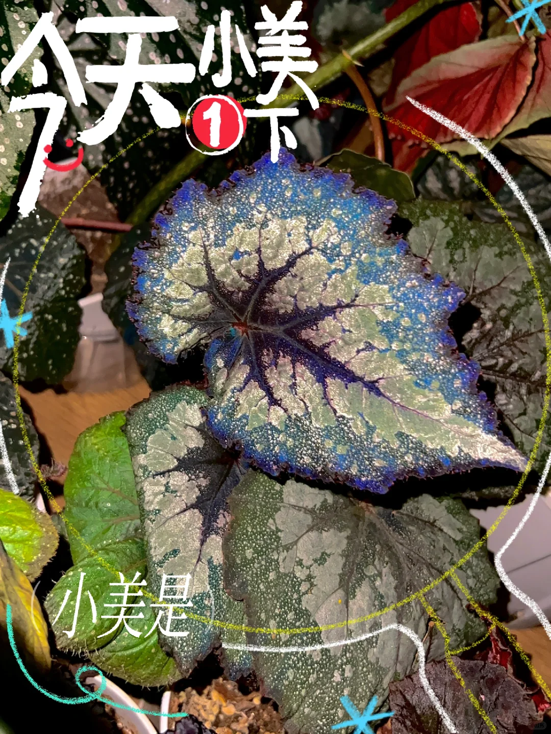 反蓝秋海棠-垃圾堆里出来了个大漂亮