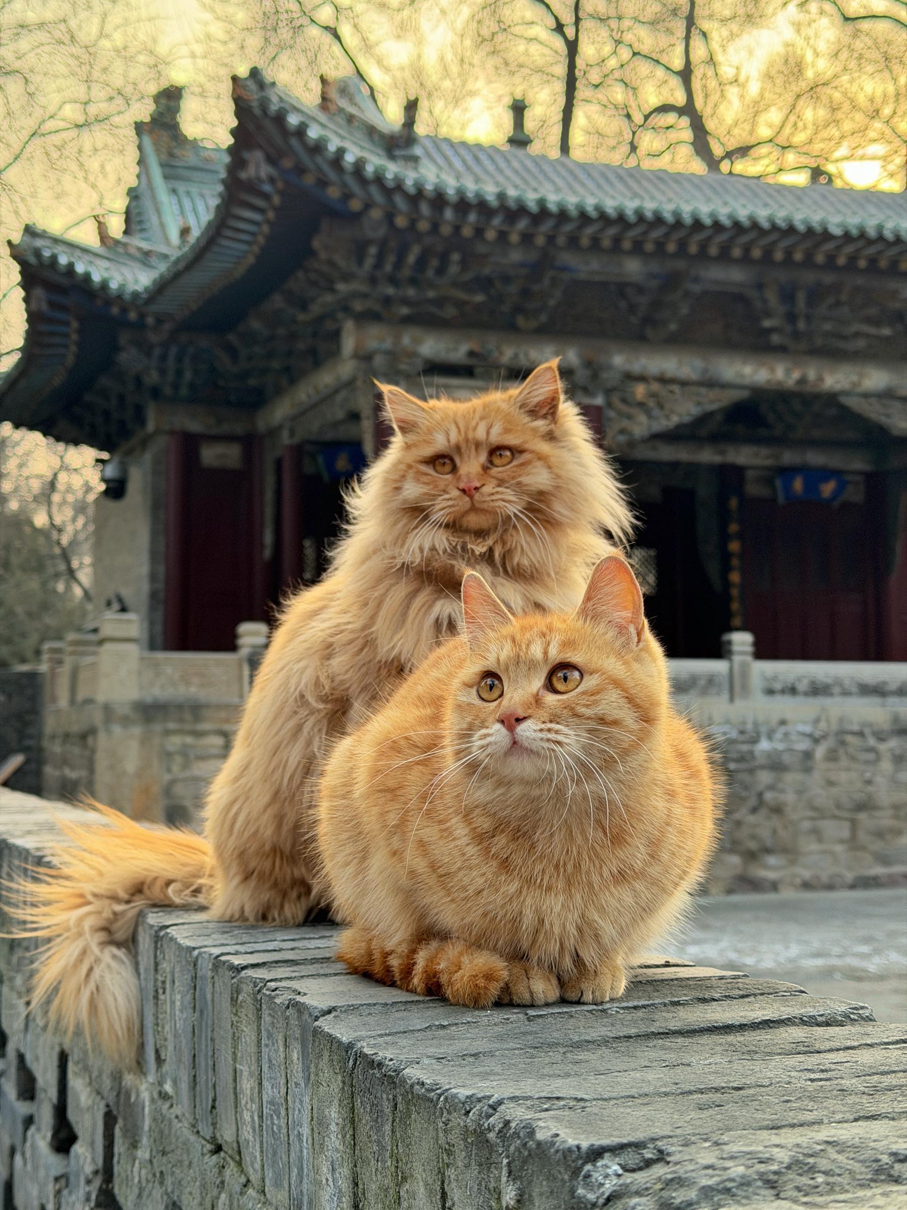 拍古建猫，用iPhone 17真出大片。我一年四季都在拍猫，春拍百花...