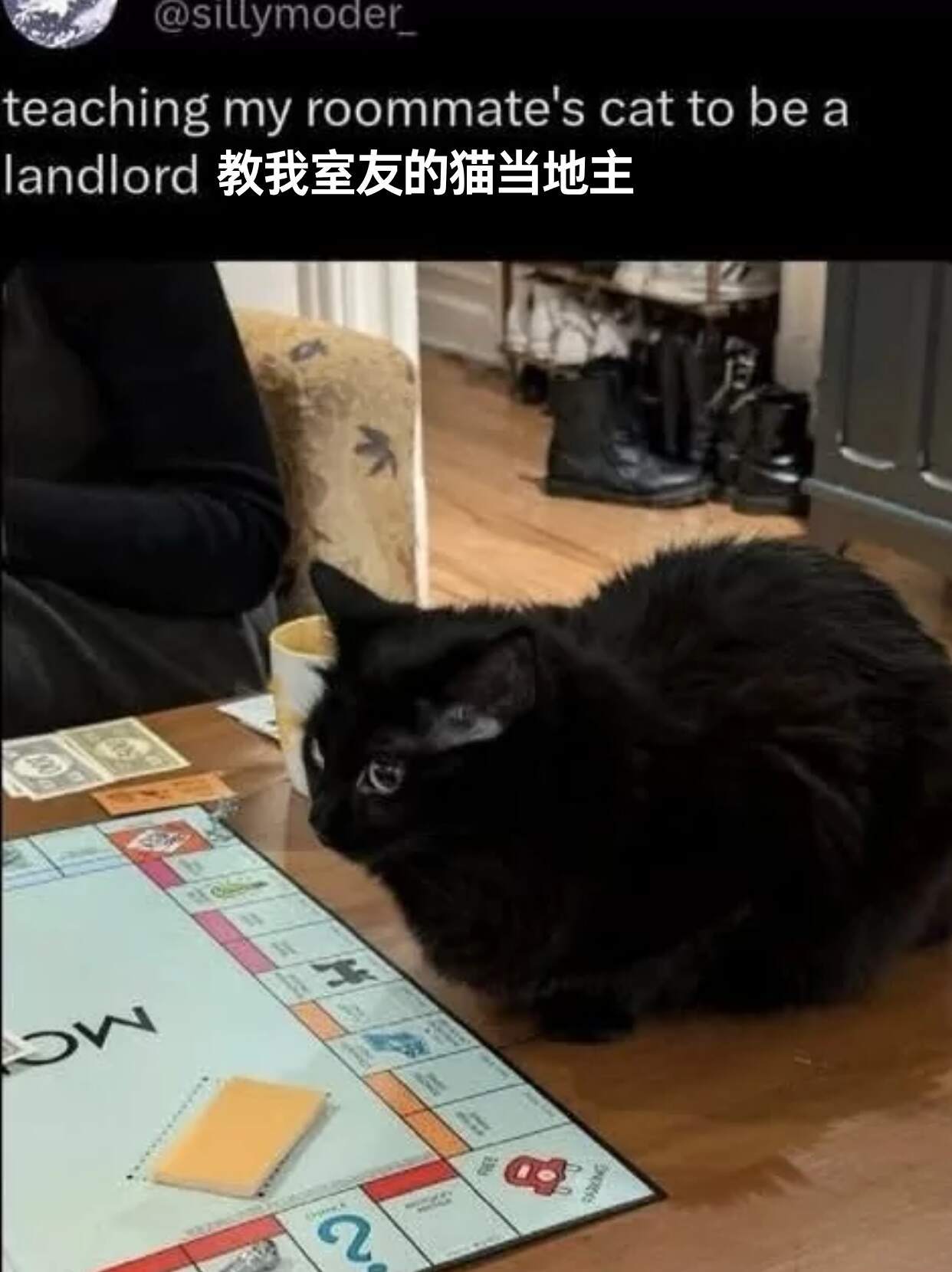 一些meme猫 