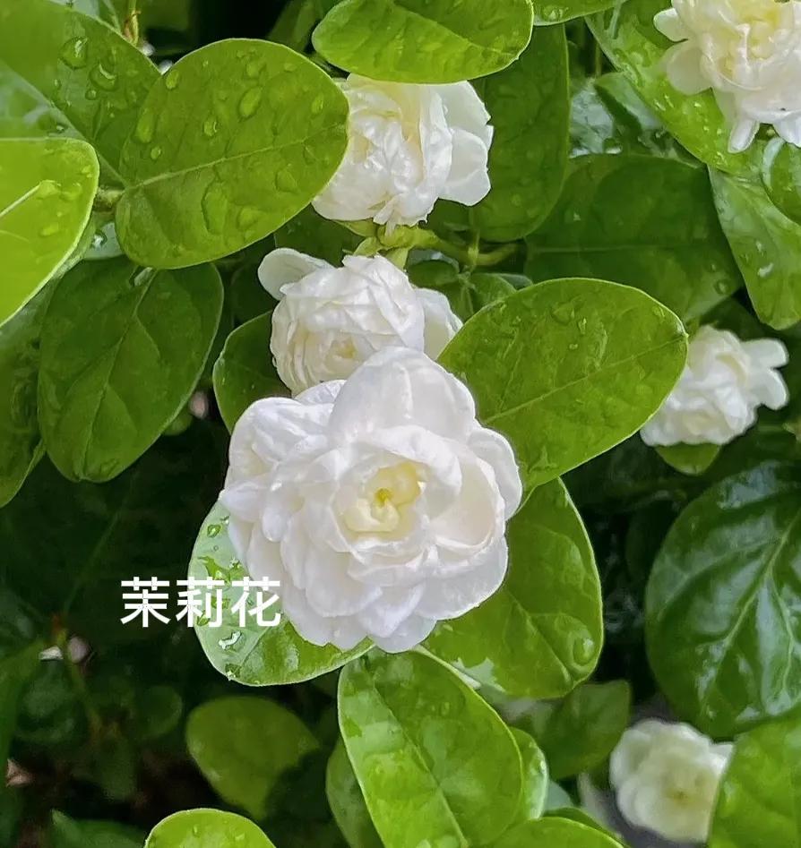 春天里，不仅好看还好吃的6种花：
第1:茉莉花
茉莉花可以泡水喝，也可以和鸡蛋一