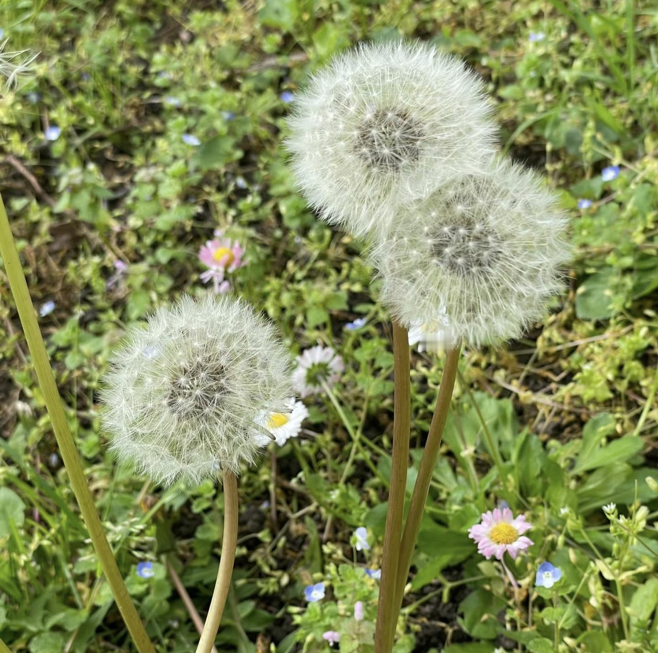 散步时撞见这几株圆滚滚的蒲公英，像捧在茎秆上的小云朵，蓬松又柔软，在风里轻轻晃着