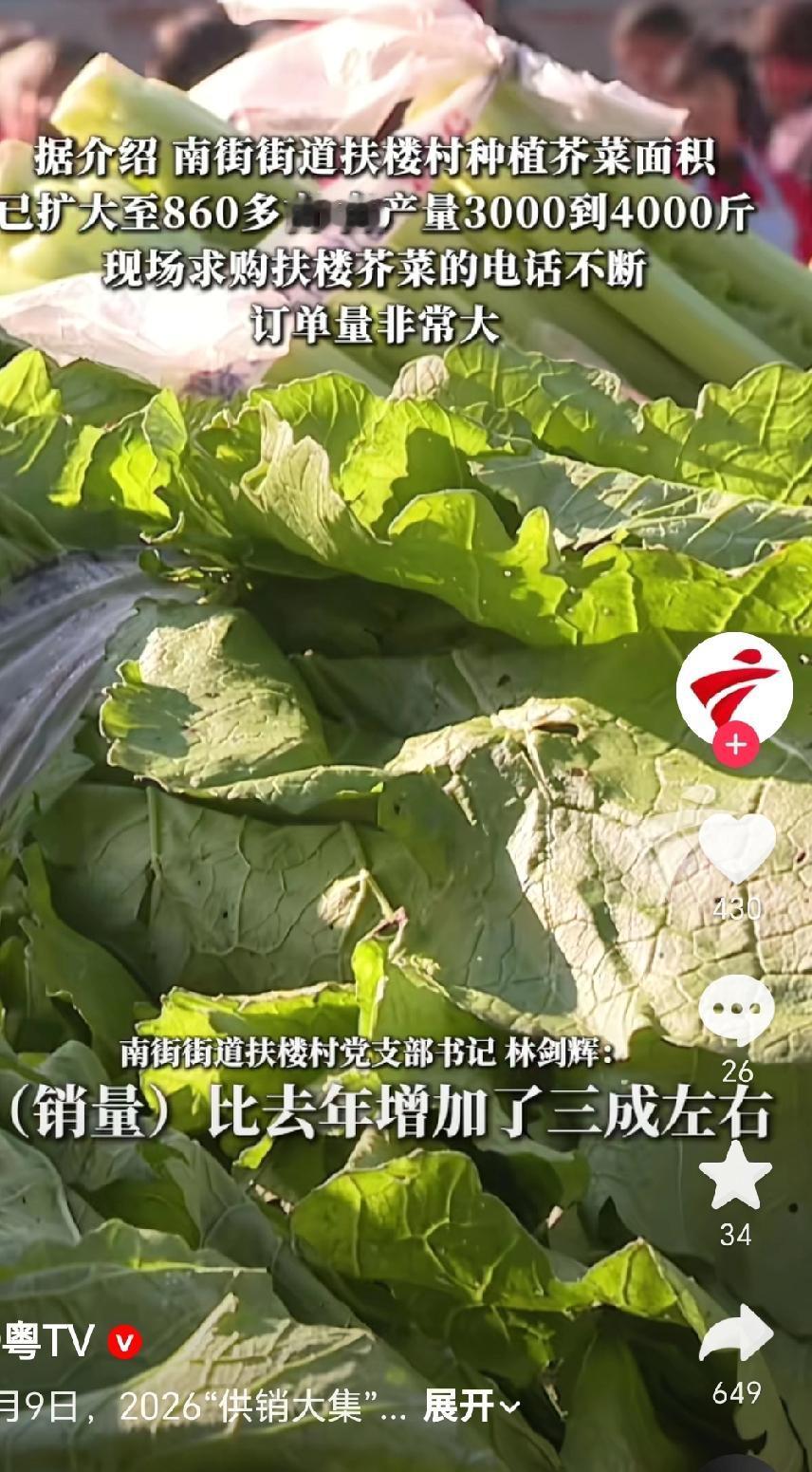 2026年1月9日，在广东肇庆的一场活动中，一棵“芥菜王”拍出18500元，买家