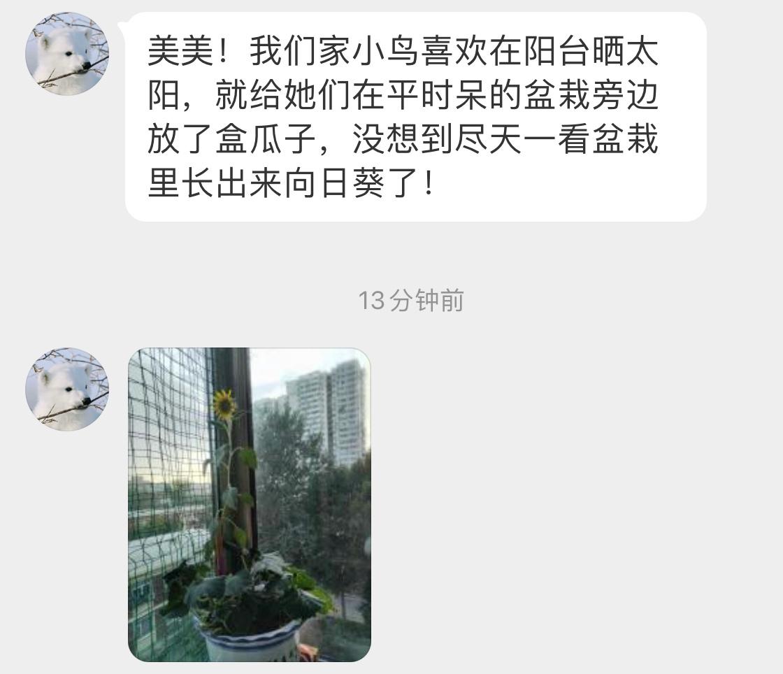 喂小鸟的瓜子长成了向日葵好有趣的故事🌻 ​​​