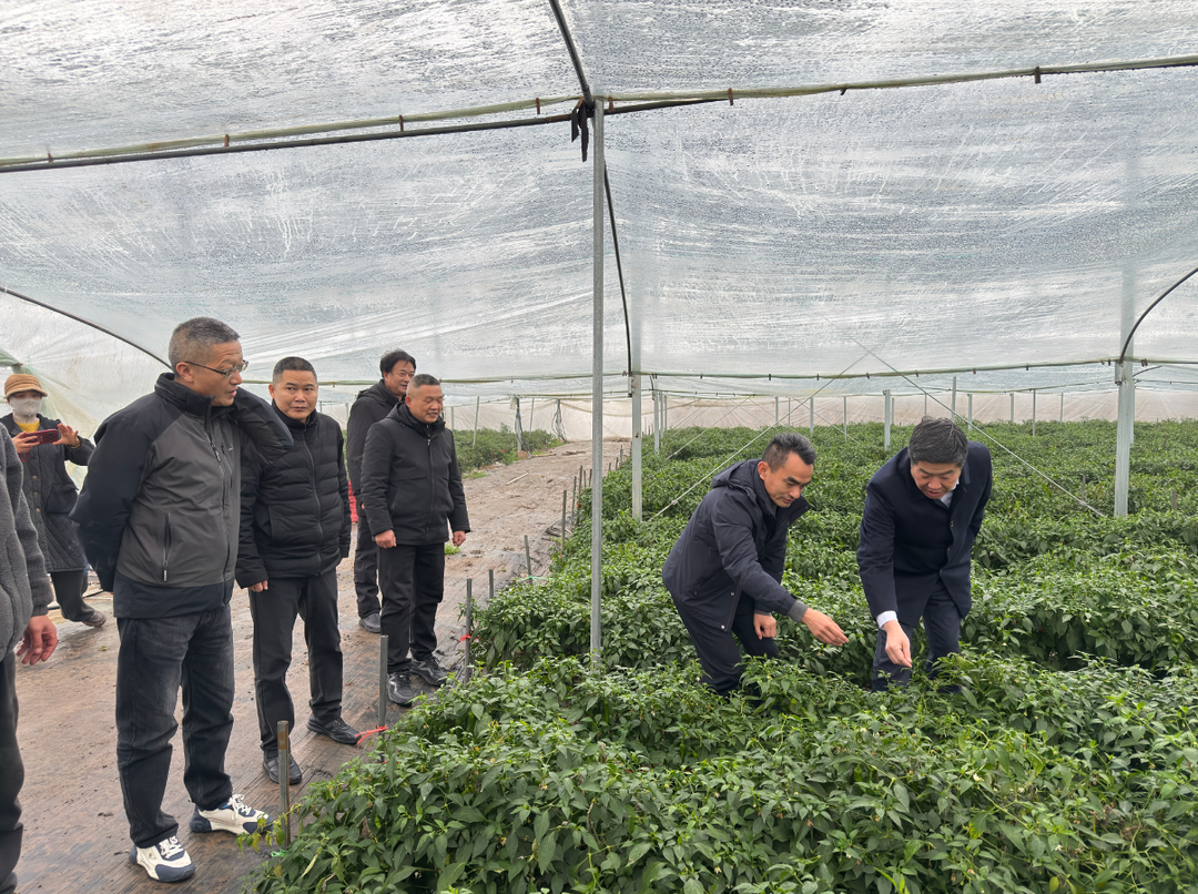湖南岳阳：寒潮送技暖田头 精准护航保丰收