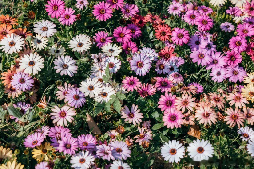 这个春天，河南的浪漫是 “选一种颜色，出门遛遛自己”🌸在河南玩 Color w