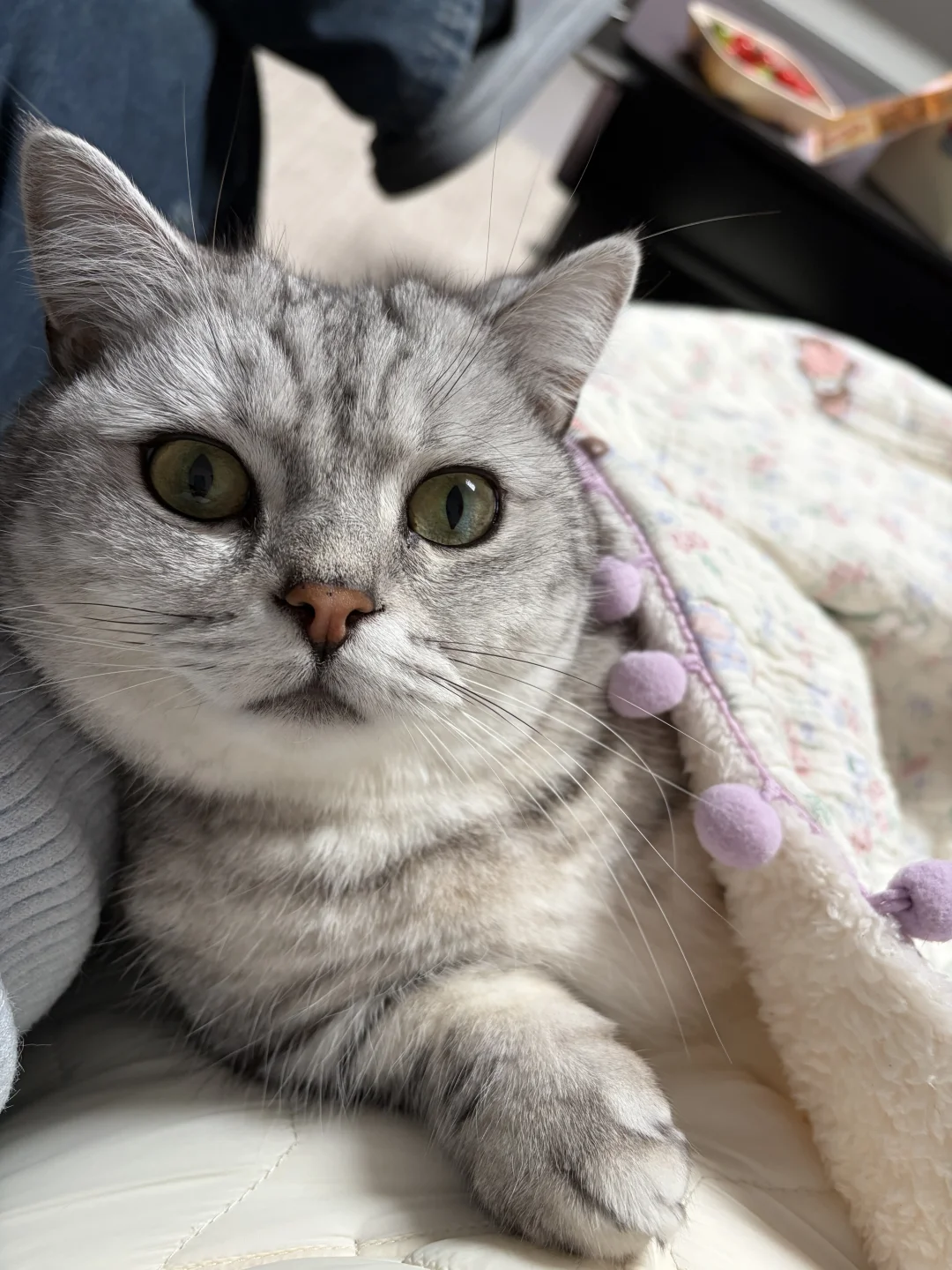 小猫咪一抬头满眼都是你
