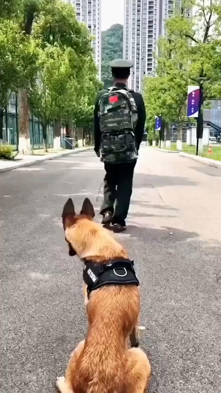 工作犬退役，目送着它的主人离开。看着主人渐行渐远，工作犬的心万般不舍。这一别便是