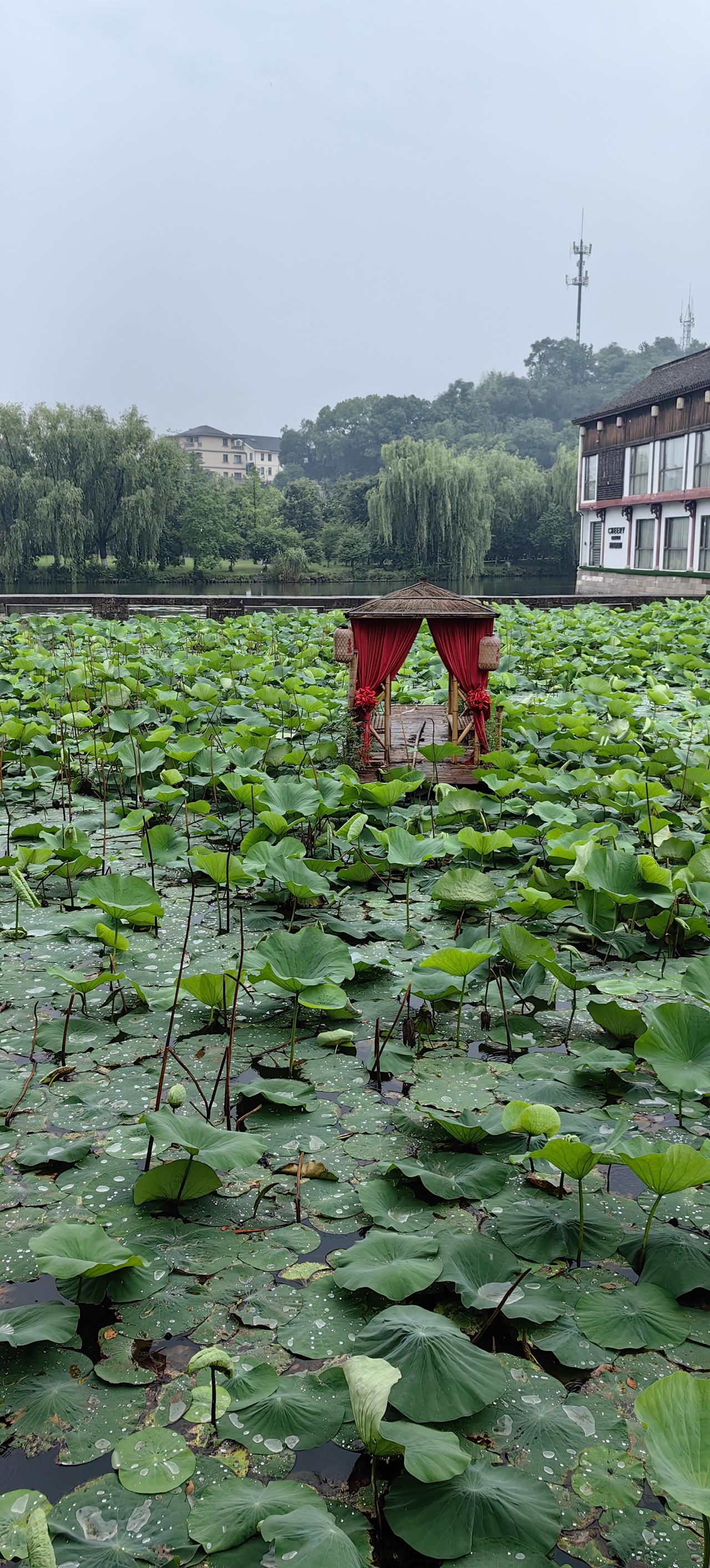 初夏的荷塘，是揉碎的绿绸缎里点着胭脂。圆叶挨挨挤挤铺满水面，露珠在叶心滚成剔透的